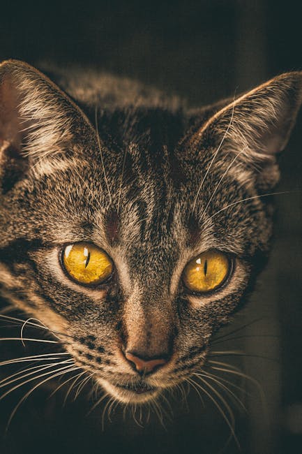 A close-up image of a domestic short-haired cat with a grey tabby coat, featuring distinctive dark stripes and markings. The cat's face is centered, showing large, expressive yellow eyes with slit pup